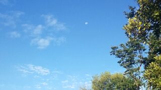 朝昼散歩で納めます