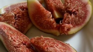 8月は大きなタコがとれそうです