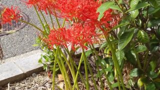 レシピに出ないお人柄