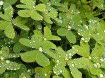 ゾンビ・キョンシーアカウント