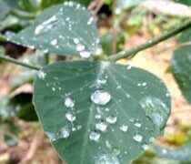 山芳製菓,男気わさビーフ