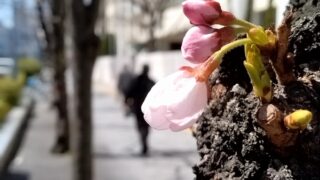 さくらさんと杉さんとヒノキさんは同窓生