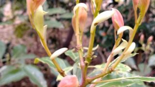 徳島さんとこの金ちゃんは57歳