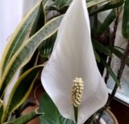 本日の歩行は454歩