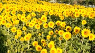 決め手は甘口醤油