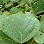 マクドの飲み物氷ぬき