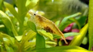 ストローハット