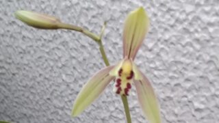 鱧は魚に豊と書きます