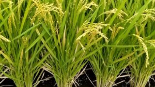 明日も楽しみできました