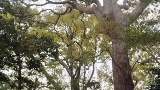 昨日の一般入場者数は21万人