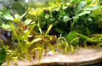 本日の歩数は381