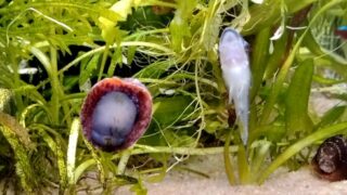 茶ゴケ以外は専門外