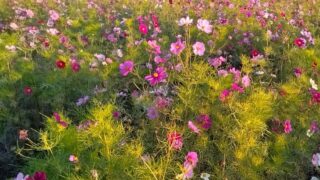 ひと月待ちます