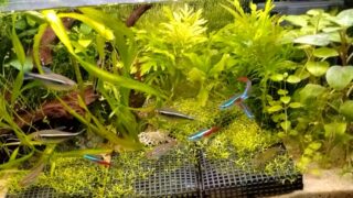 「赤・黄・緑」は国際的標準