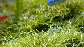 バブルもいろいろ