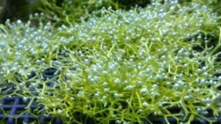 日曜日はお家籠り