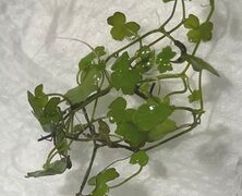 サラダがあれば完璧