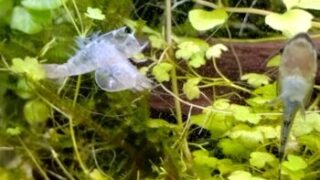 焦がしたネギの香味が旨い