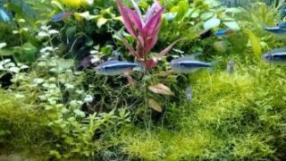 コードレスは600g