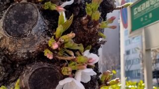 大阪も本日桜の開花